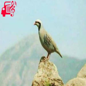 دانلود آهنگ آهنگ کوگ تاراز از آفرین + متن ترانه
