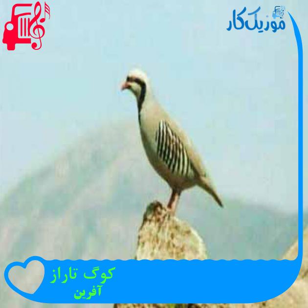 آهنگ کوگ تاراز از آفرین + متن ترانه آهنگ کوگ تاراز از آفرین + متن ترانه