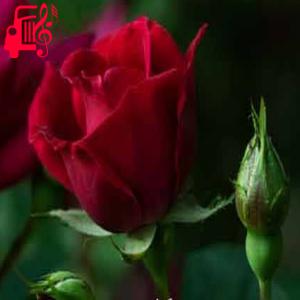 دانلود آهنگ آهنگ اشک روی صورتم هست دونه دونه از احمد محمد زاده