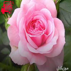 دانلود آهنگ آهنگ ارای بمر از ایوب قلعه + متن ترانه