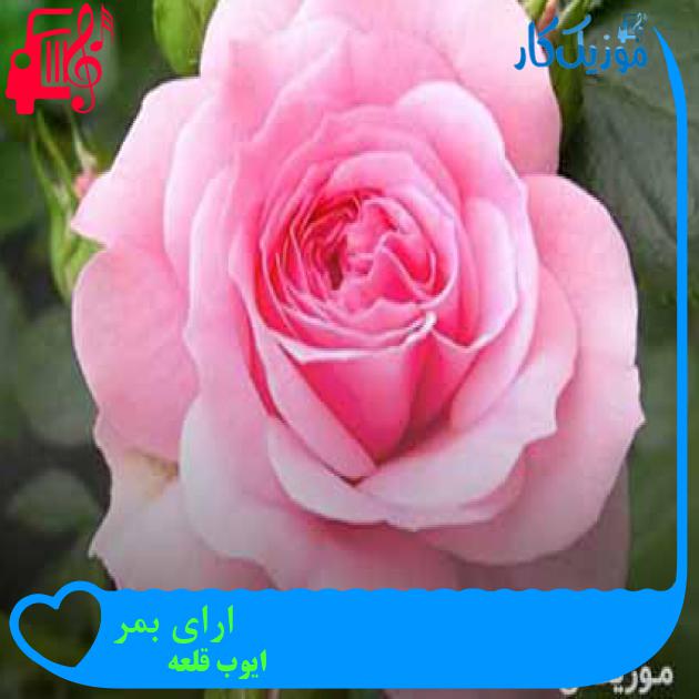 آهنگ ارای بمر از ایوب قلعه + متن ترانه