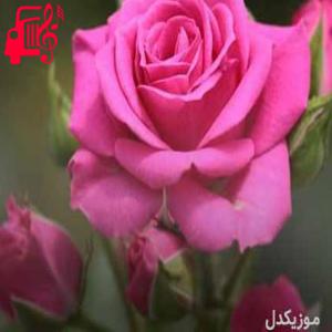 دانلود آهنگ آهنگ تبریک از ایوب قلعه