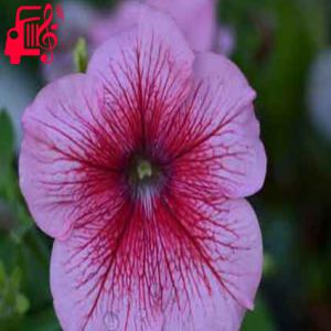 کاور آهنگ من یه برگم که تو باد به مقصد نرسیدم از با صدای بچه + متن ترانه اثر با صدای بچه