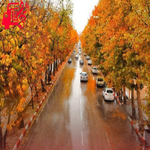دانلود آهنگ آهنگ ارای اصغر ناله کیدن با صدای بچه از موزیک کار