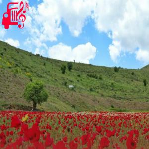 کاور آهنگ از اینور قشنگه از اونور قشنگه با صدای بچه از موزیک کار اثر موزیک کار