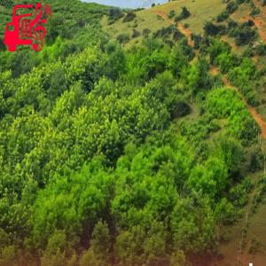کاور آهنگ رفیقام بهم میخندن میگن تو دیوانه شدی ریمیکس با صدای بچه از موزیک کار اثر موزیک کار