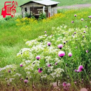 دانلود آهنگ آهنگ لری یلون یلون یلونم با صدای بچه از موزیک کار
