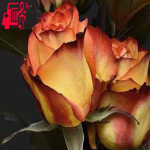 دانلود آهنگ آهنگ ای مومنان و اخوان مدح حبیب رحمان از با صدای مرد + متن ترانه