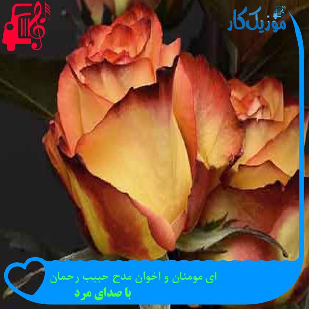 آهنگ ای مومنان و اخوان مدح حبیب رحمان از با صدای مرد + متن ترانه