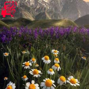 دانلود آهنگ آهنگ برام فرستاد یه قلب بنفش از موزیک کار + متن ترانه