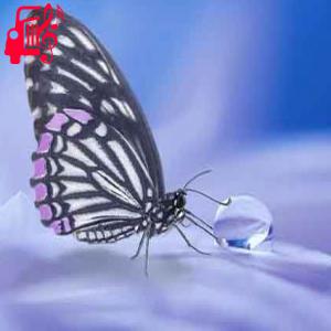 دانلود آهنگ آهنگ پریشانم چرا بنال ای دل بنال از با صدای مرد + متن ترانه