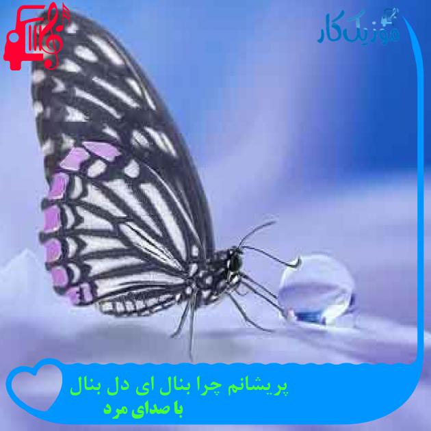 آهنگ پریشانم چرا بنال ای دل بنال از با صدای مرد + متن ترانه