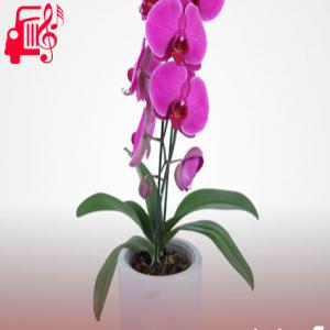 دانلود آهنگ آهنگ ورژن بی کلام گل ارکیده از موزیک کار