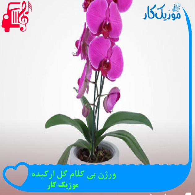 آهنگ ورژن بی کلام گل ارکیده از موزیک کار