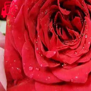 دانلود آهنگ آهنگ عشقم تولدت شده عزیزم تولدت شده از منصور محتشم + متن ترانه