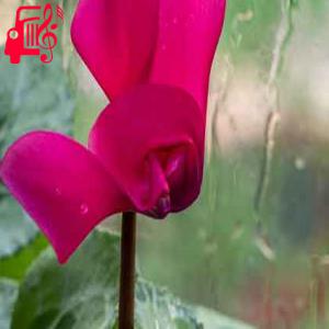کاور آهنگ چه بی تفاوت دل بریدی از مهرزاد نوازنده + متن ترانه اثر مهرزاد نوازنده