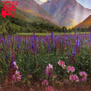 دانلود آهنگ آهنگ گیرم که به هر حال مرا برده ای از یاد از موزیک کار + متن ترانه
