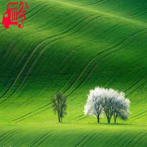 دانلود آهنگ آهنگ دل به صدای در میزنه هی پرپر از مسلم فتاحی + متن ترانه