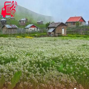 دانلود آهنگ آهنگ دلبر دلبر قشنگی دنیا تو هستی ای دختر از گروه بانوان رستا با دف + متن ترانه