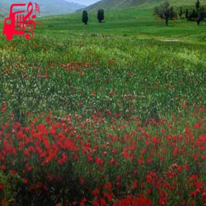 دانلود آهنگ آهنگ قلیونی چاق بکنیم بشینیم بندش گل وری از رضا فرهودی + متن ترانه