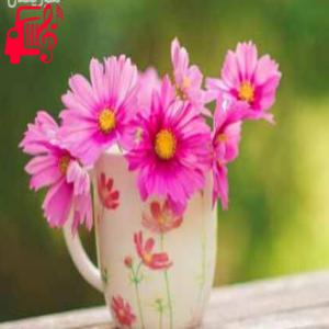 کاور آهنگ شوتی عربی دبکات شیخ محمد ریمیکس از موزیک کار + متن ترانه اثر موزیک کار