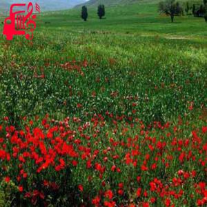 دانلود آهنگ آهنگ تو که دست تکون میدی به ستاره جون میدی از سیمین غانم + متن ترانه