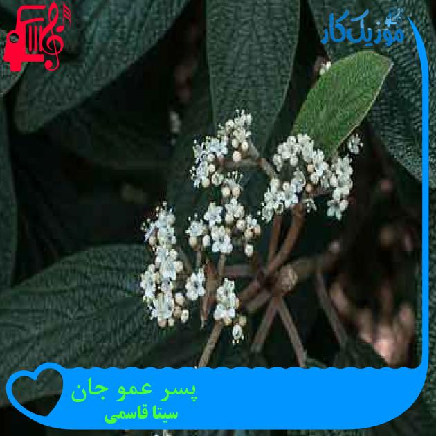 آهنگ پسر عمو جان از سیتا قاسمی + متن ترانه آهنگ پسر عمو جان از سیتا قاسمی + متن ترانه