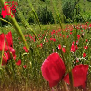 دانلود آهنگ آهنگ anilari yak ریمیکس با صدای بچه از موزیک کار