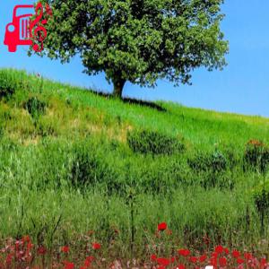 کاور آهنگ سس ماست از Susmaz + متن ترانه اثر Susmaz