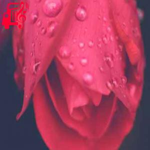 دانلود آهنگ آهنگ تو دلت تنگ کی بود انگاری که با من نبود از با صدای مرد + متن ترانه