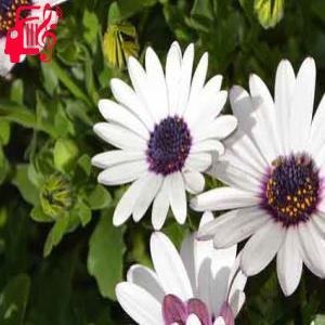کاور آهنگ لورکه لورکه از با صدای مرد + متن ترانه اثر با صدای مرد