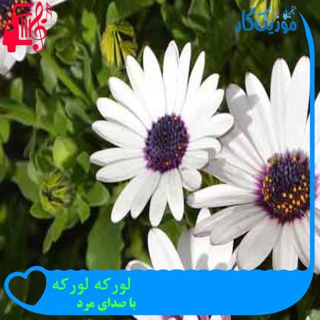 آهنگ لورکه لورکه از با صدای مرد + متن ترانه