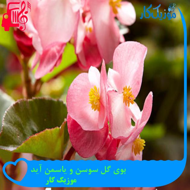 آهنگ بوی گل سوسن و یاسمن آید از موزیک کار + متن ترانه