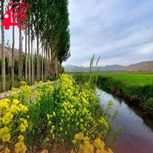 دانلود آهنگ آهنگ تریاک ناب کهنوجی بیارید دختر بلوچی از موزیک کار