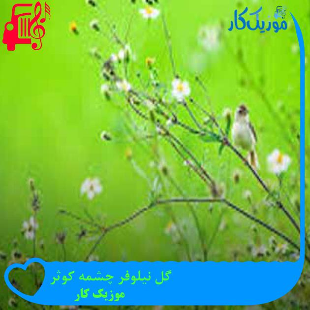 آهنگ گل نیلوفر چشمه کوثر از موزیک کار