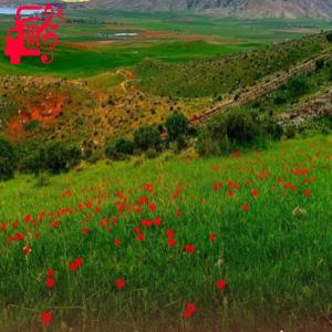 کاور آهنگ هارون پاچا پشتو از موزیک کار اثر موزیک کار
