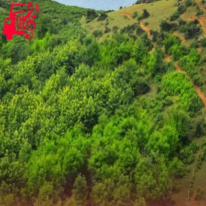 دانلود آهنگ آهنگ عربی لمن کحلتی العیون مافکرتی ریمیکس از موزیک کار