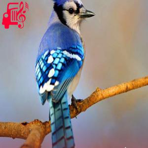 کاور آهنگ عربی سید علی و سیدی از موزیک کار اثر موزیک کار
