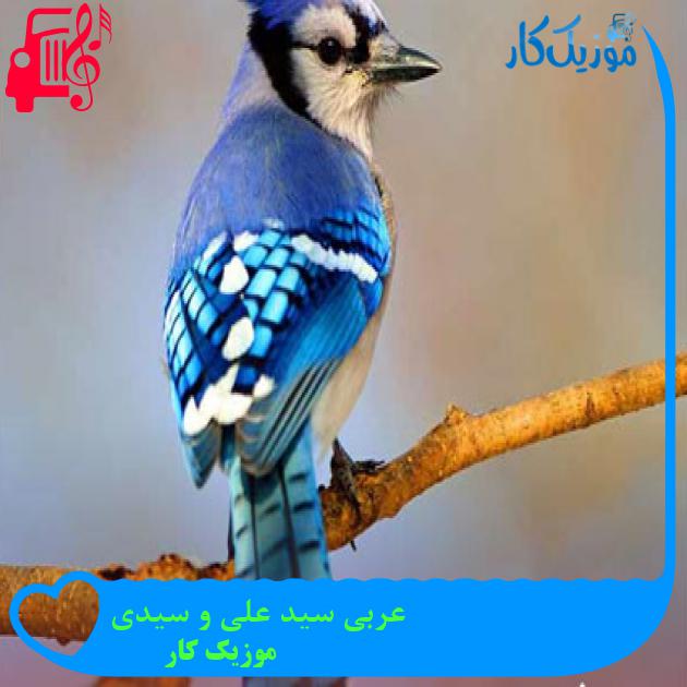 آهنگ عربی سید علی و سیدی از موزیک کار