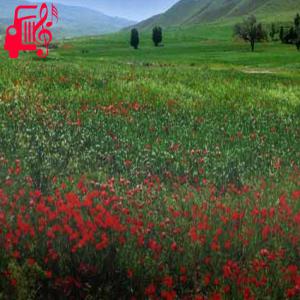 دانلود آهنگ آهنگ شمالی صیاد چیکارا کردی از وحید حیدری و بهنام حسن زاده + متن ترانه