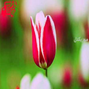 دانلود آهنگ آهنگ زندانیون زندانی ای خدا بی طاقتون از موزیک کار