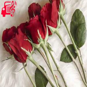 دانلود آهنگ آهنگ امشو گلم شبرن جان دلم شبرن از با صدای مرد + متن ترانه