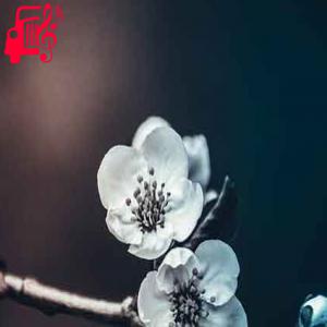 دانلود آهنگ آهنگ حالا میشه میشه میشه واست دلم تنگ از با صدای مرد + متن ترانه