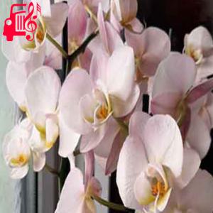 کاور آهنگ جومه شراب یارم از با صدای مرد + متن ترانه اثر با صدای مرد