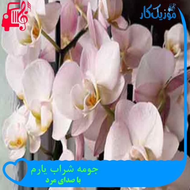 آهنگ جومه شراب یارم از با صدای مرد + متن ترانه