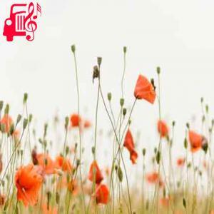 کاور آهنگ لالایی کودک شیرین زبونم از با صدای مرد + متن ترانه اثر با صدای مرد