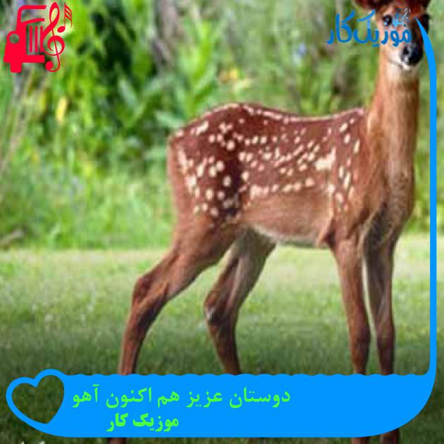 آهنگ دوستان عزیز هم اکنون آهو از موزیک کار + متن ترانه