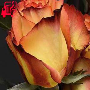 کاور آهنگ عاشقی واسه من پایون نداره از با صدای بچه + متن ترانه اثر با صدای بچه