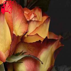 دانلود آهنگ آهنگ دلم خوشه برا تو قربون نگاتو از با صدای بچه + متن ترانه