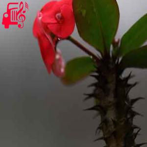 دانلود آهنگ آهنگ نم نمای بارون اروم از با صدای بچه + متن ترانه